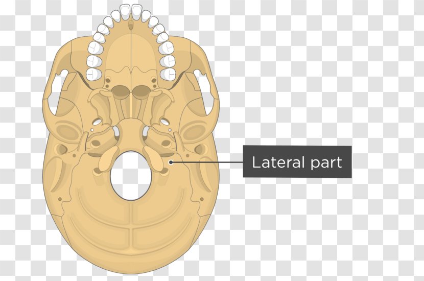 Skull Sphenoid Bone Foramen Rotundum Anatomy - Cartoon Transparent PNG