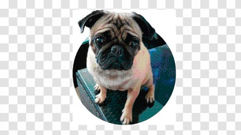 Pug Puppy Dog Breed Companion Toy - Carnivoran Transparent PNG