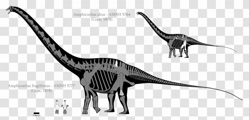 Amphicoelias Dinosaur Size Argentinosaurus Brachiosaurus Sauropoda - Monochrome Transparent PNG