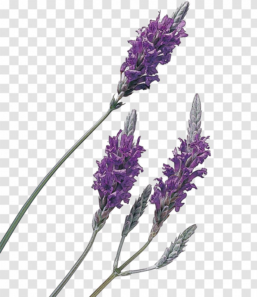 Lavender - English - Perennial Plant French Transparent PNG