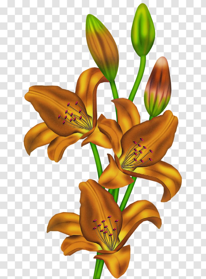 Lily Flower Daylily Plant Orange - Cut Flowers Tiger Transparent PNG
