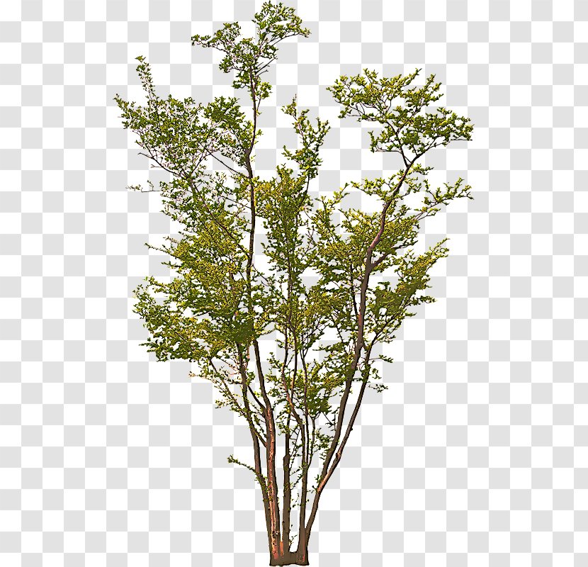 Plane - Flowering Plant - American Larch Transparent PNG