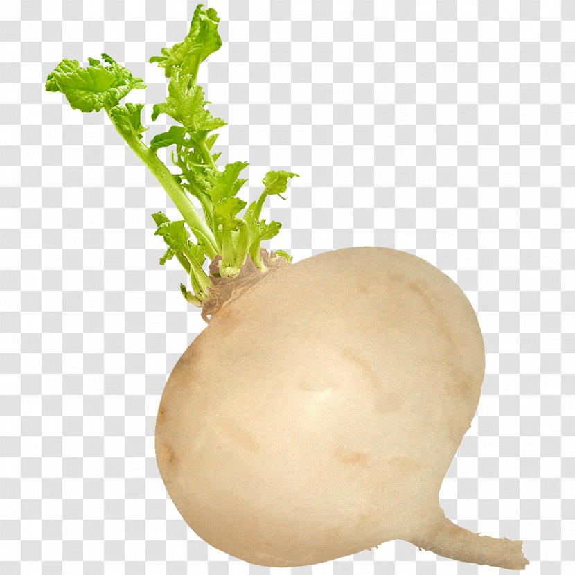 Turnip Radishes Vegetable Food Black Spanish Radish - Plant Stem Transparent PNG