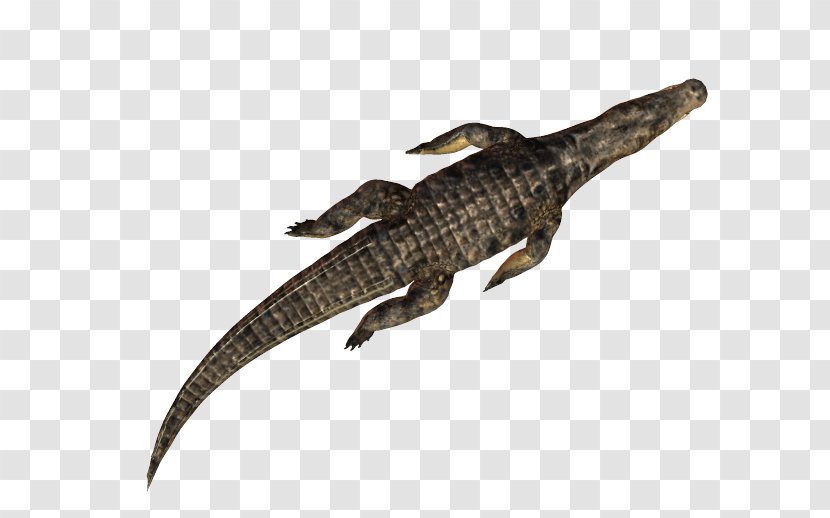 Alligators Crocodile Caiman (Genus) PhotoScape Transparent PNG