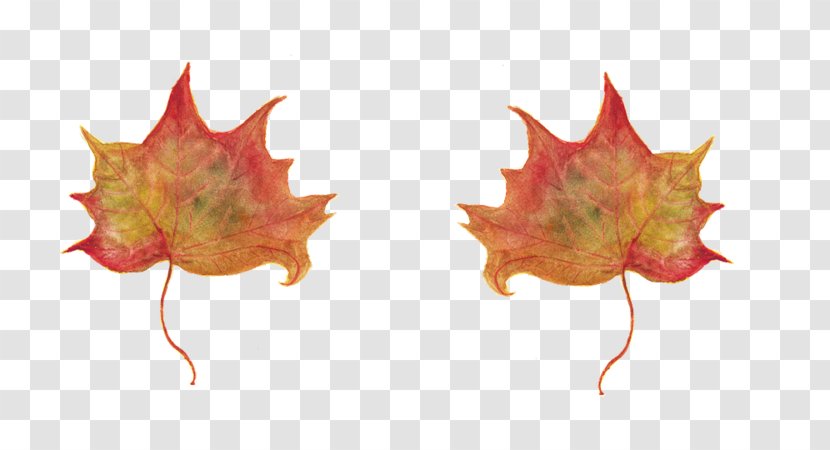 In Un Qualsiasi Mattino Di Settembre Maple Leaf E-book - Ice Hockey - Folhas Secas Transparent PNG