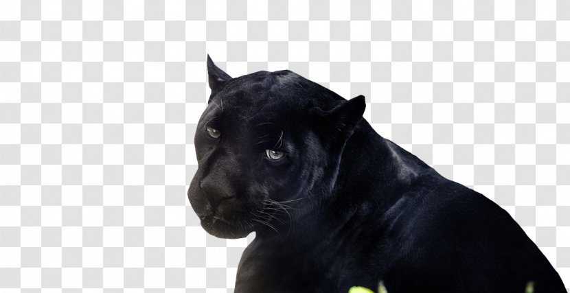 Black Panther The Cat Amasol AG Transparent PNG