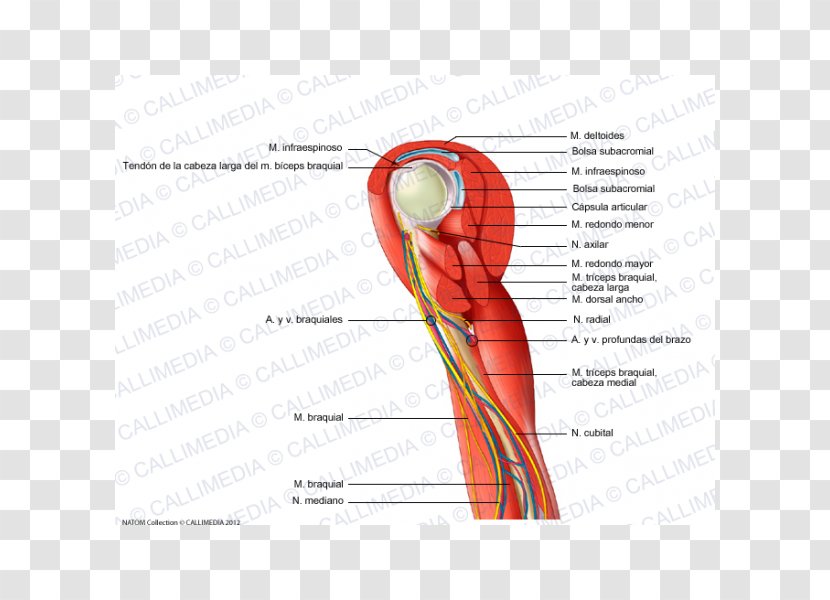 Thumb Shoulder Nerve Muscle Blood Vessel - Watercolor - Arm Transparent PNG