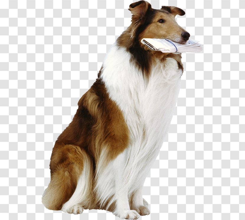 German Shepherd Lassie Cat Dog Breed - Collie Transparent PNG