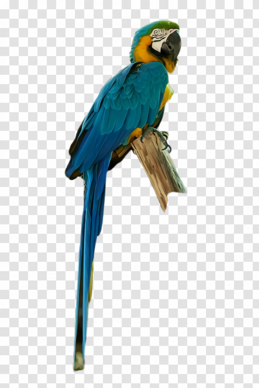 Colorful Background - Bird - Budgie Cobalt Transparent PNG