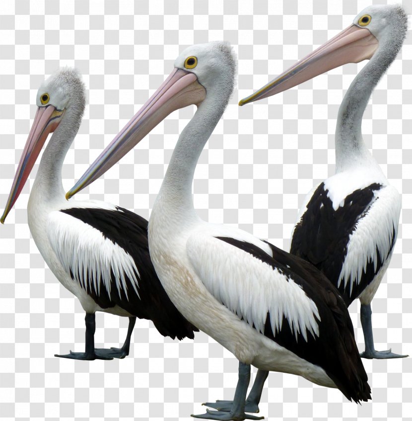 Seabird Goose Gulls Pelecaniformes - Sea - Pelican Transparent PNG