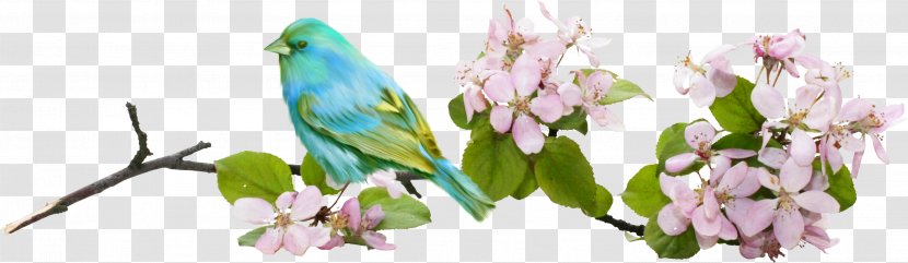 Flower Bird Painting Petal - Parakeet Transparent PNG