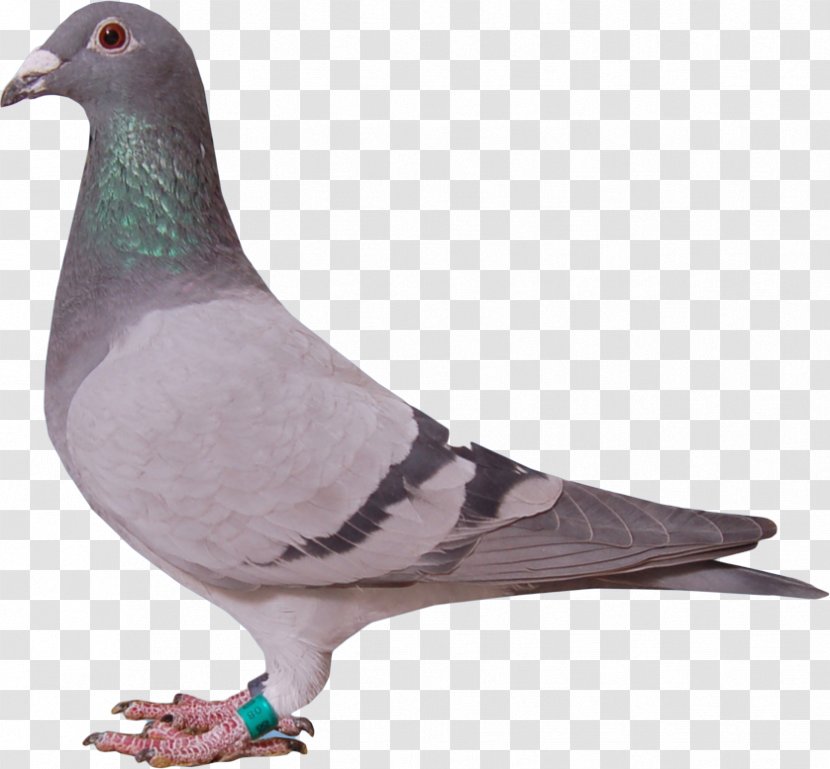 Racing Homer Stock Dove Columbidae Beak Animal - Domestic Pigeon - Pigeons And Doves Transparent PNG