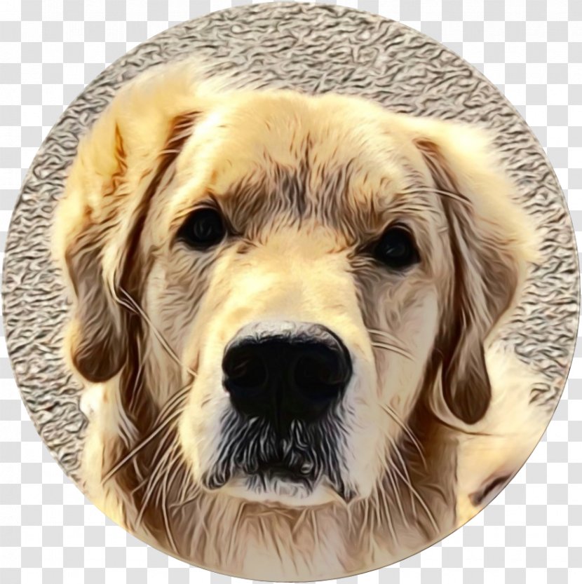 Dog Golden Retriever Breed Sporting Group - Snout Transparent PNG