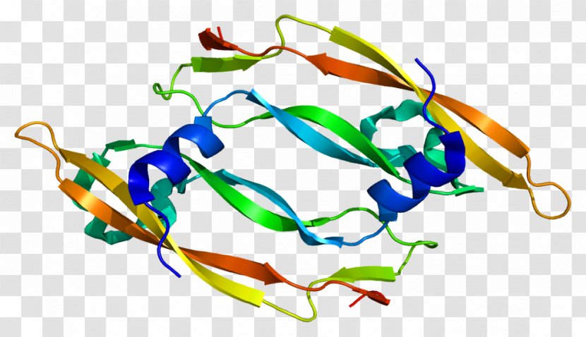 Vascular Endothelial Growth Factor B Keratinocyte - Protein Structure Transparent PNG