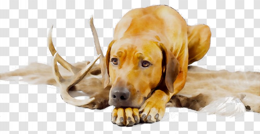 Dog Breed Puppy Companion Snout Transparent PNG