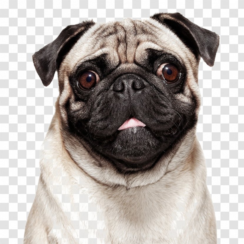 Talking Pug Image Royalty-free Painting - Carnivoran Transparent PNG