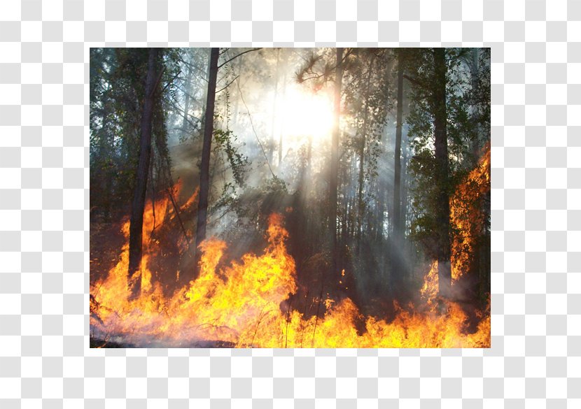 Temperate Broadleaf And Mixed Forest Montana Heat Landscape Fire - Cartoon Transparent PNG