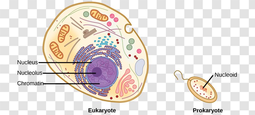 Chromatin Eukaryote Cell Nucleic Acid Sequence Prokaryote - Tree - Watercolor Transparent PNG