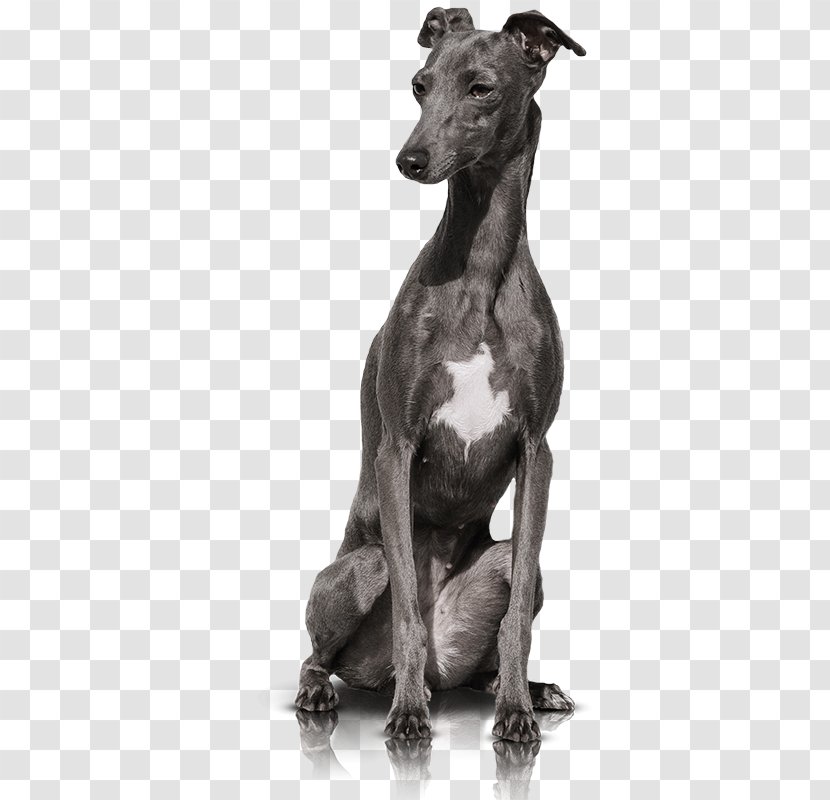 Italian Greyhound Whippet Spanish Sloughi - Toy Dog - English Terrier Transparent PNG