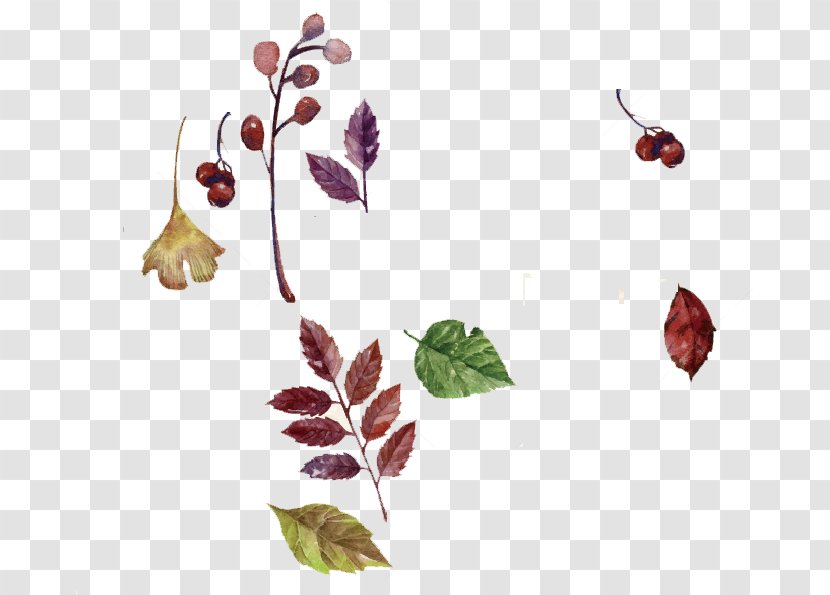 Autumn Leaf Drawing - Watercolor Painting - Pedicel Plant Transparent PNG
