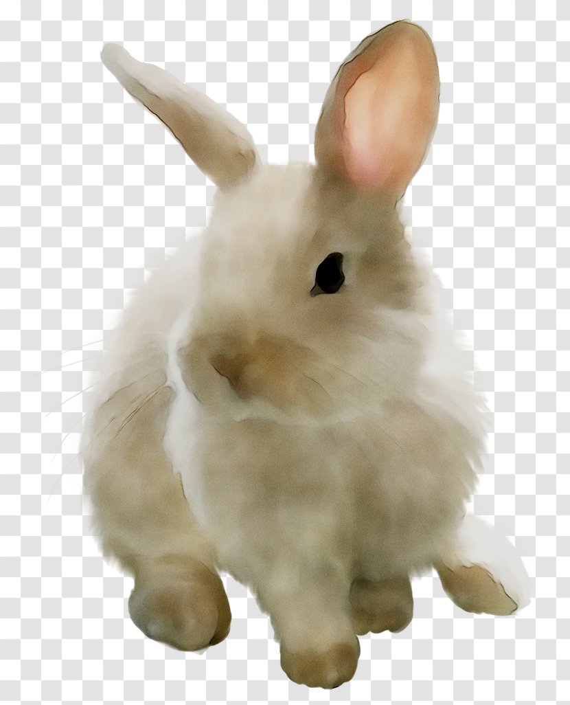 Domestic Rabbit Hare Whiskers Stuffed Animals & Cuddly Toys Snout - Animal Figure - Rabbits And Hares Transparent PNG