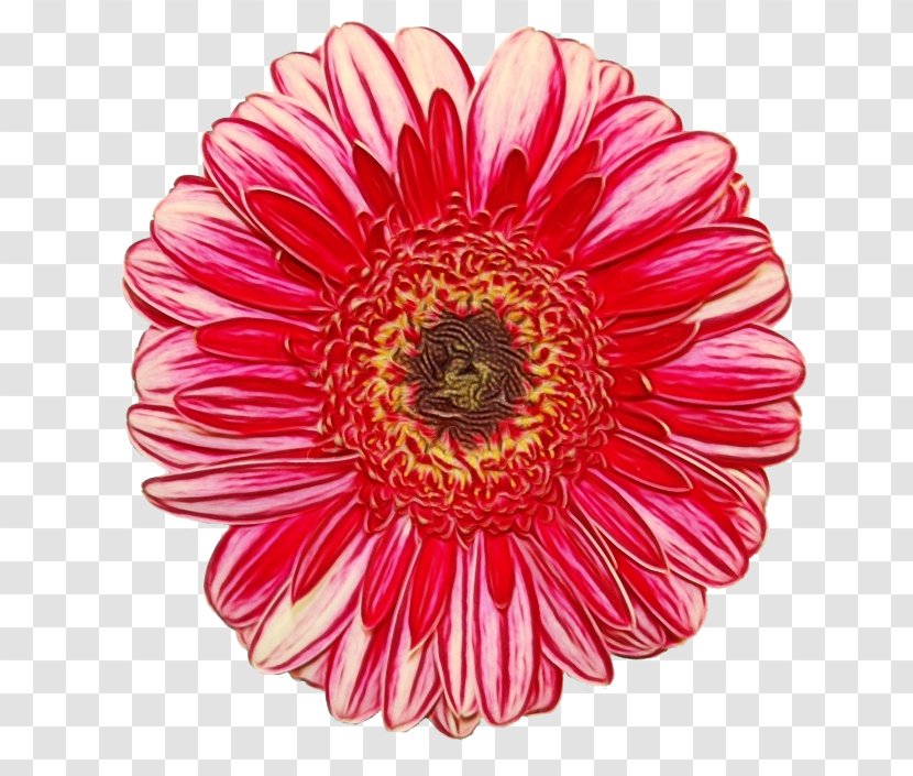 Flower Barberton Daisy Gerbera Petal Plant - Family Gazania Transparent PNG