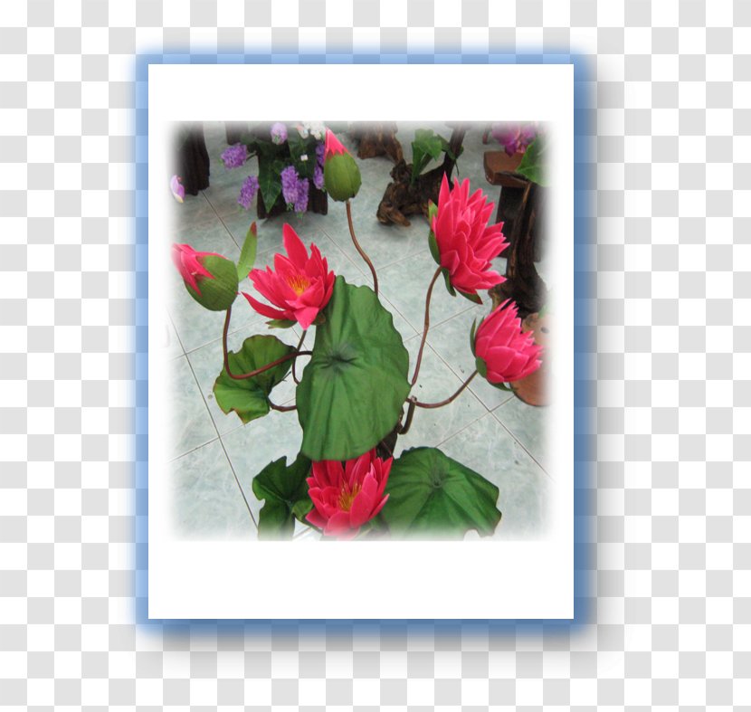 Garden Roses Artificial Flower Floral Design Cabbage Rose - Magenta Transparent PNG