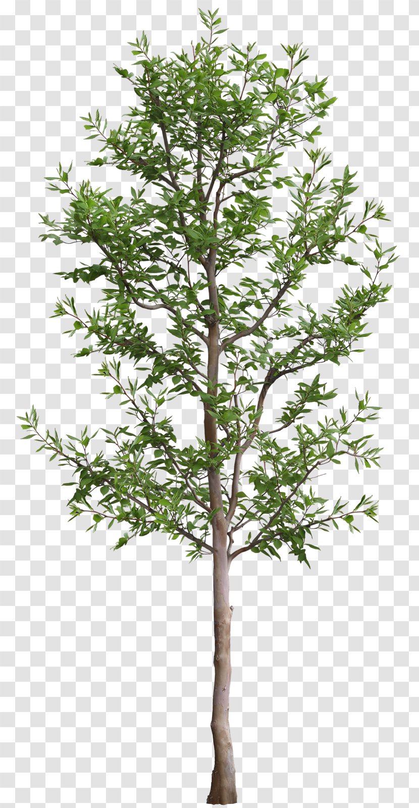 Tree .dwg Autodesk 3ds Max Rendering - Texture Mapping - Top View Transparent PNG