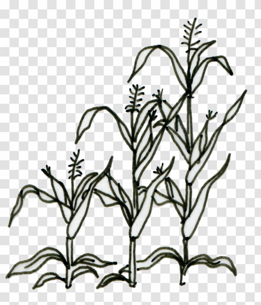 Floral Design - Corn On The Cob - Wildflower Herbaceous Plant Transparent PNG