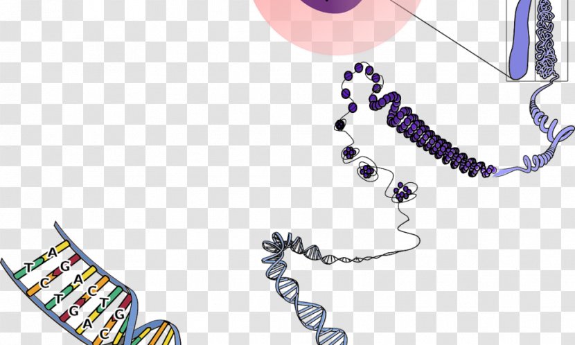 Chromosome DNA Genetics Biology - Fashion Accessory - Science Transparent PNG