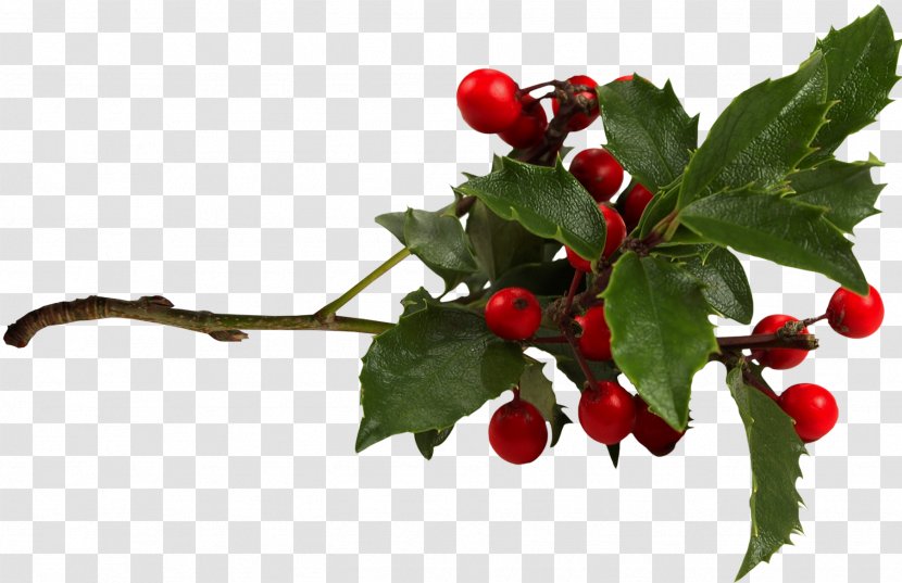 Common Holly Aquifoliales Clip Art - Berries Transparent PNG