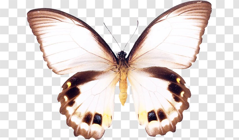Brush-footed Butterflies Pieridae Gossamer-winged Silkworm Butterfly - Brushfooted Transparent PNG