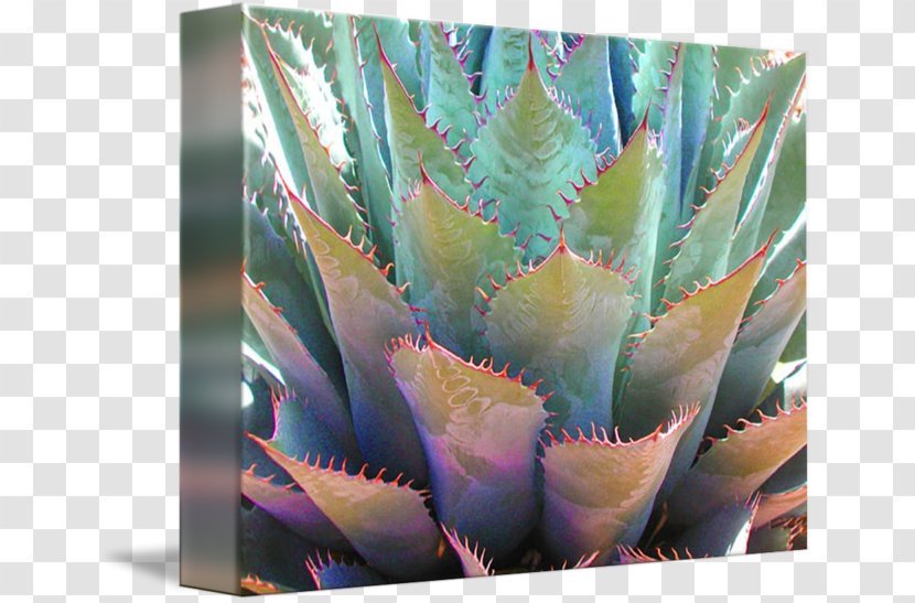 Agave Azul Plant Stem Aloe Vera Transparent PNG