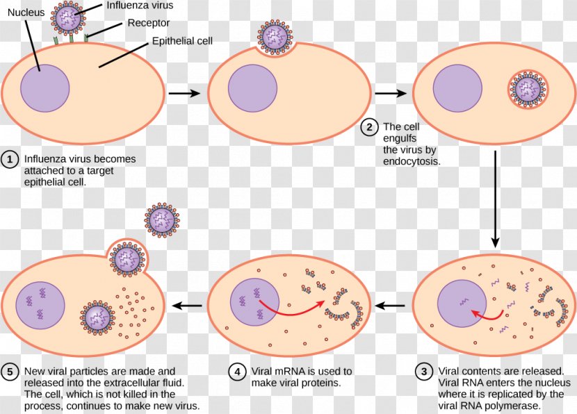 Human Papillomavirus Infection Reproduction Archaeans - Cartoon - Flu Clipart Transparent PNG