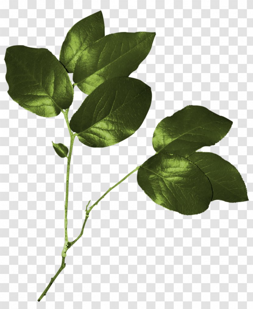 Leaflet Information Clip Art - Green Leaves Transparent PNG