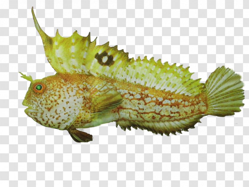 Fauna Terrestrial Animal Fish - Dota Transparent PNG