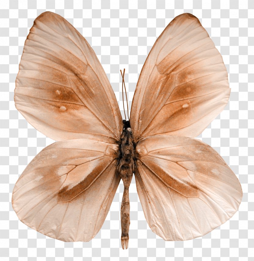 Butterfly Moth - Beautiful Transparent PNG