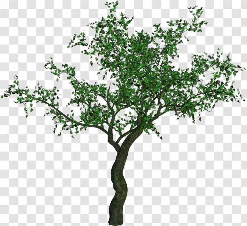 Vector Graphics Illustration Image Clip Art - Tree Transparent PNG