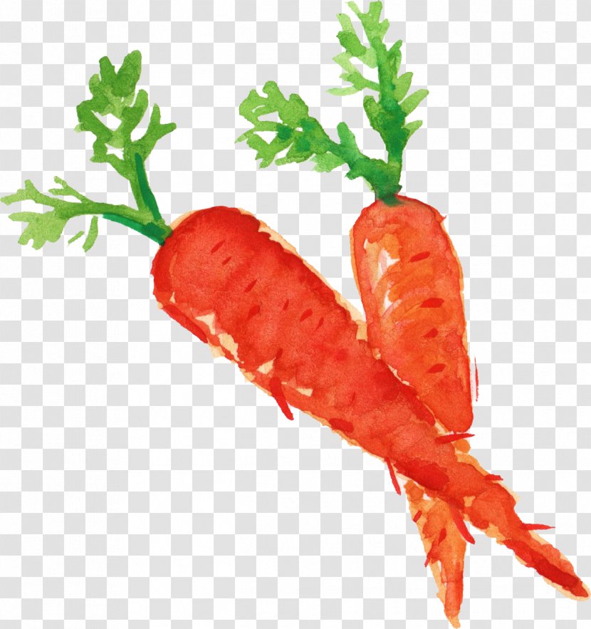 Carrot Vegetable Food - Carrots Transparent PNG