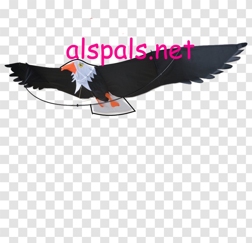 Eagle Bird Kite Beak Feather Transparent PNG