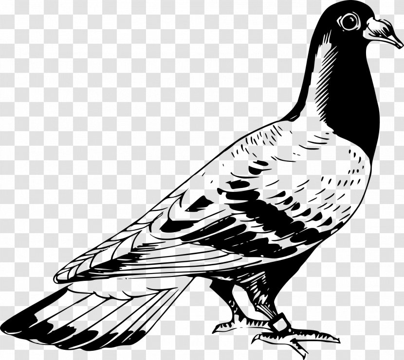 Columbidae Homing Pigeon Racing Homer Bird Clip Art - Galliformes - DOVE Transparent PNG