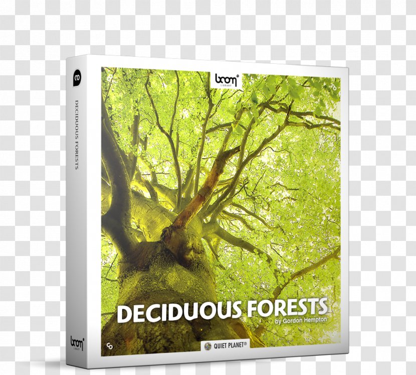 Tree Temperate Deciduous Forest Sound - Heap Transparent PNG