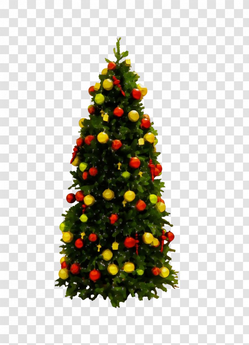 Christmas Tree - Colorado Spruce - Evergreen Transparent PNG