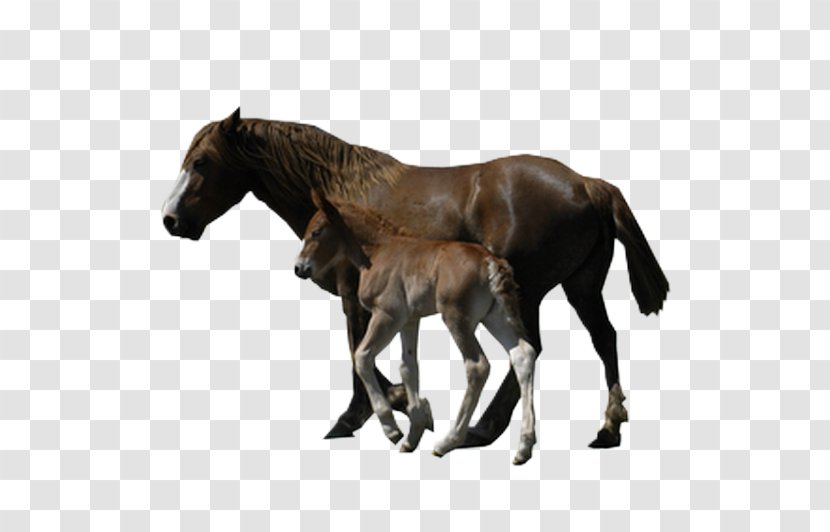 Mustang Foal Stallion Colt Mare - Horse Supplies Transparent PNG