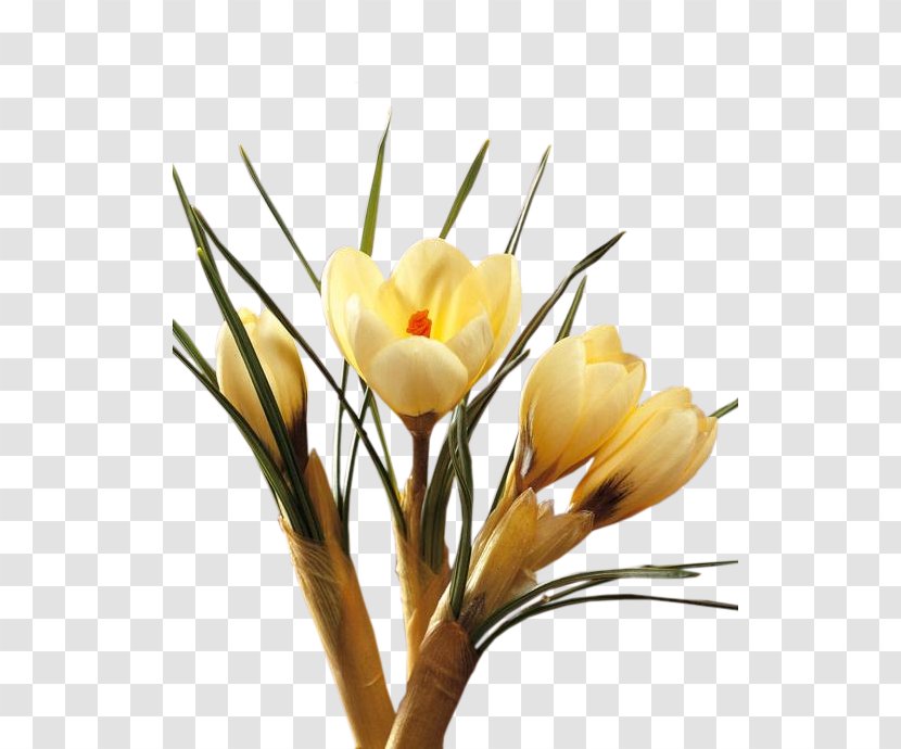 Crocus Cut Flowers Floral Design Plant Stem - Bud - Kwiaty Wiosenne Transparent PNG