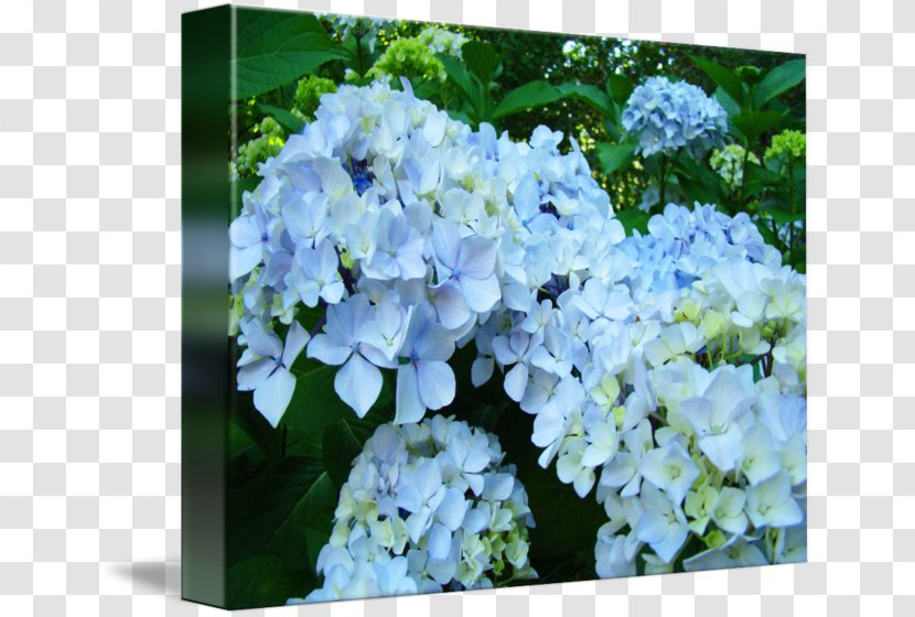 Cut Flowers Floral Design Blue Art - Hydrangea Transparent PNG
