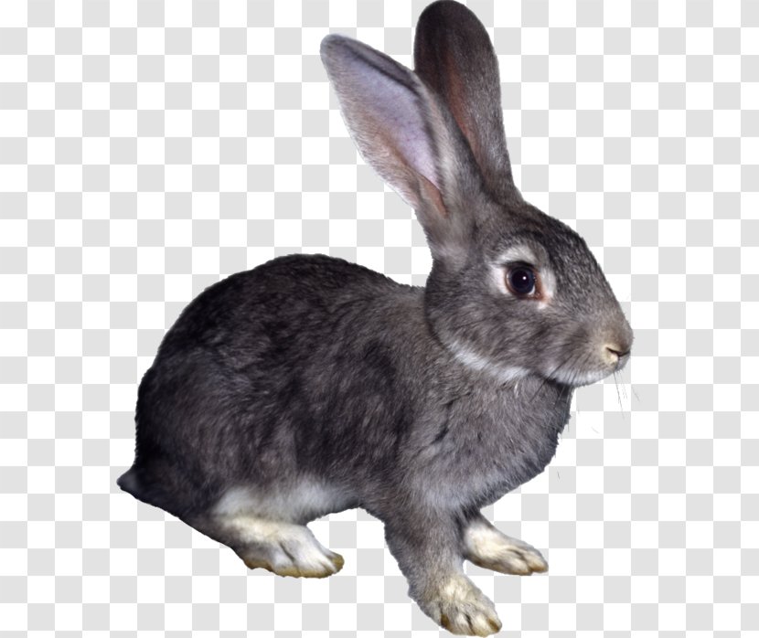 Hare Rabbit Clip Art - Adobe Flash Transparent PNG