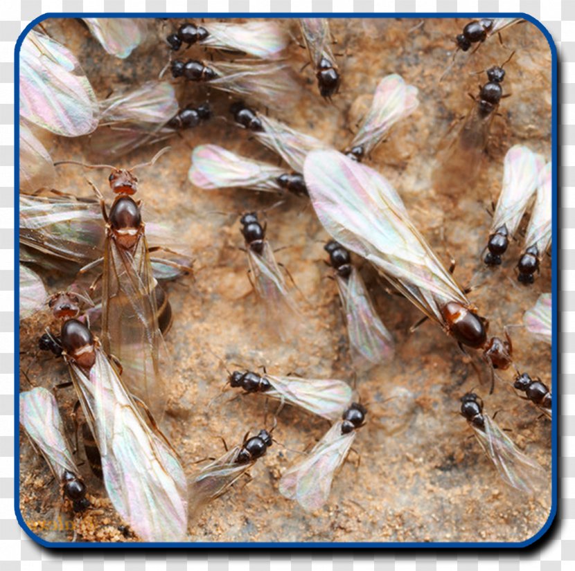 Ant Insect Termite Nuptial Flight - Ants Transparent PNG