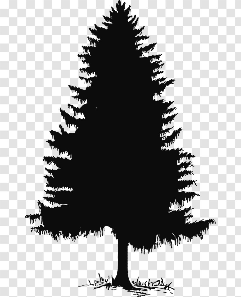Pine Drawing Evergreen Fir Clip Art - Conifers - Tree Transparent PNG