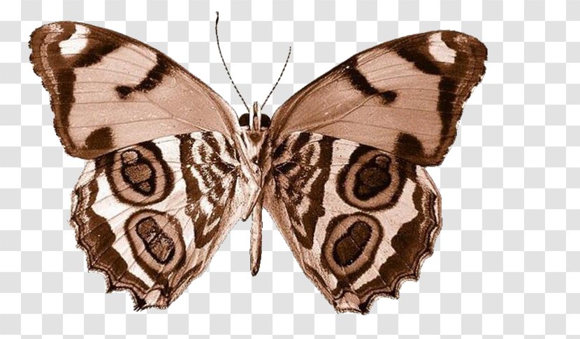 Butterfly Clip Art - Arthropod Transparent PNG